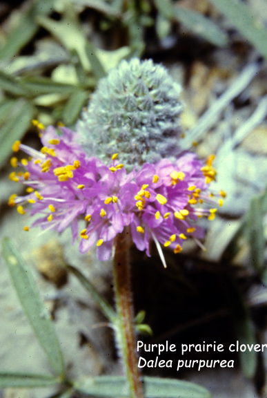 Dalea purpurea