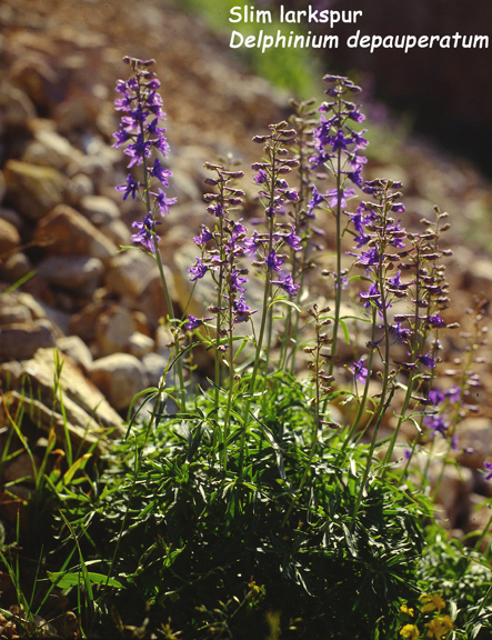 Delphinium depauperatum