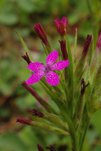 Dianthus armeria