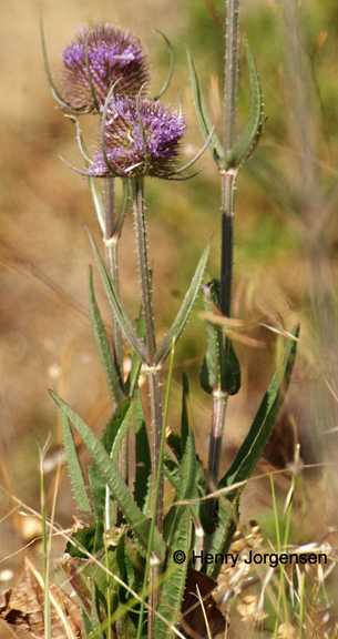 Dipsacum fullonum