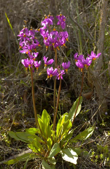 Dodecatheon pulchellum