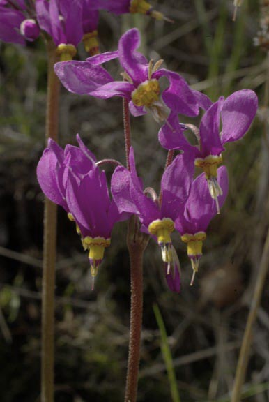 Dodecatheon pulchellum