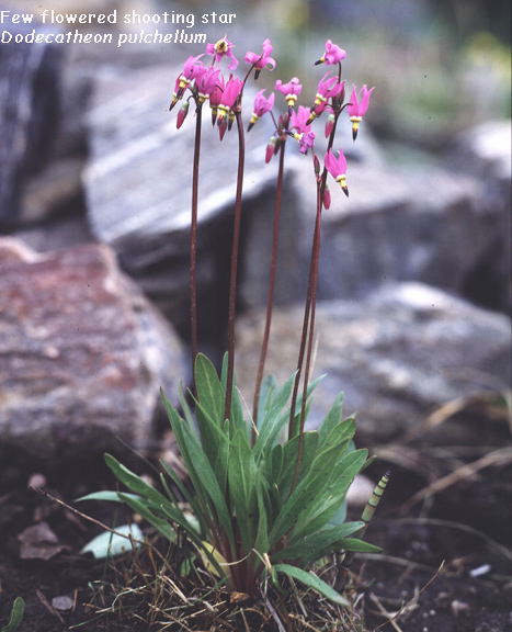 Dodecatheon pulchellum