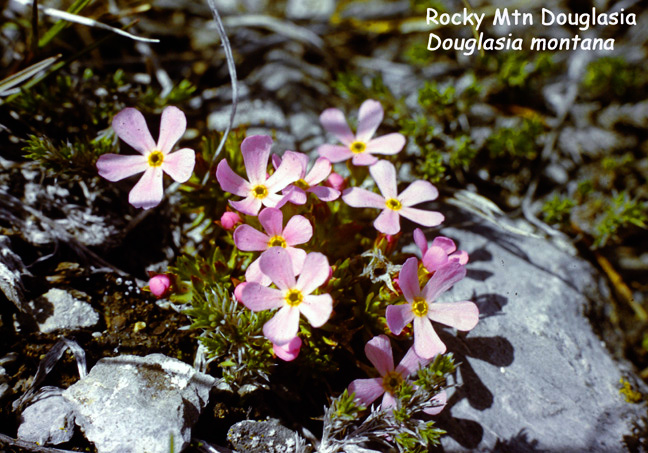 Douglasia montana