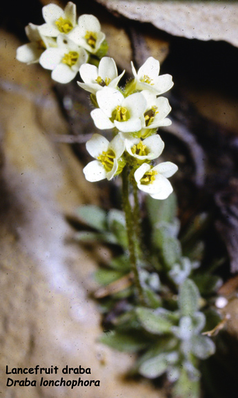 Draba lonchophora