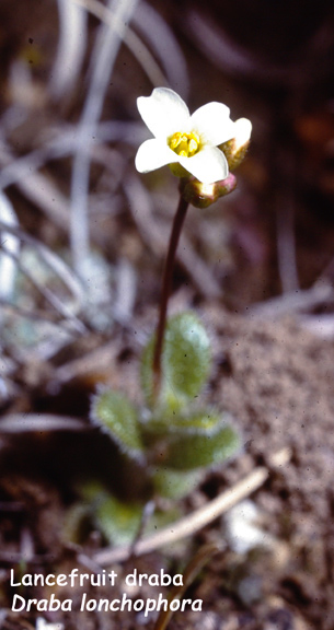 Draba lonchophora