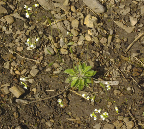 Draba verna