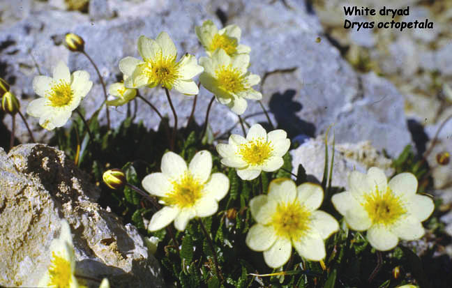 Dryas octopetala
