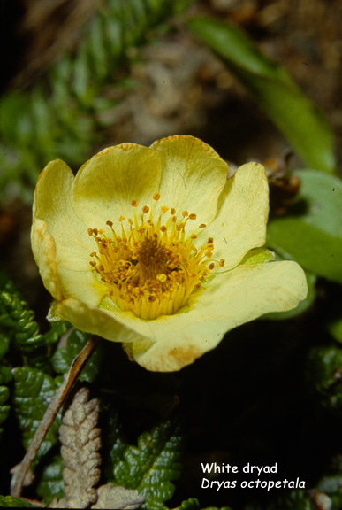 Dryas octopetala