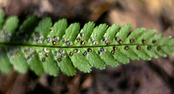 Dryopteris cristata