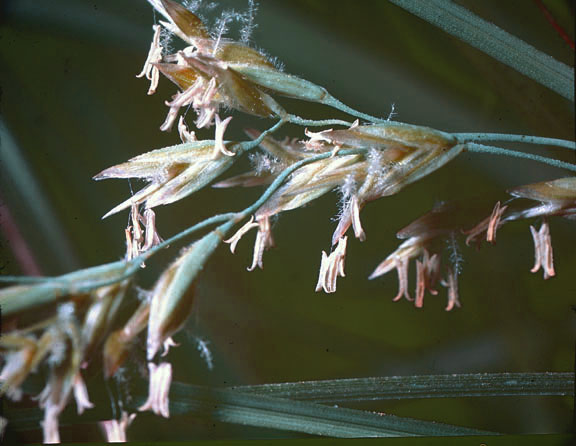 Elymus lanceolatus ssp. lanceolatus