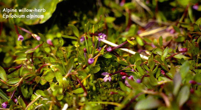 Epilobium alpinum