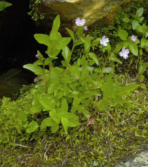 Epilobium glaberrimum