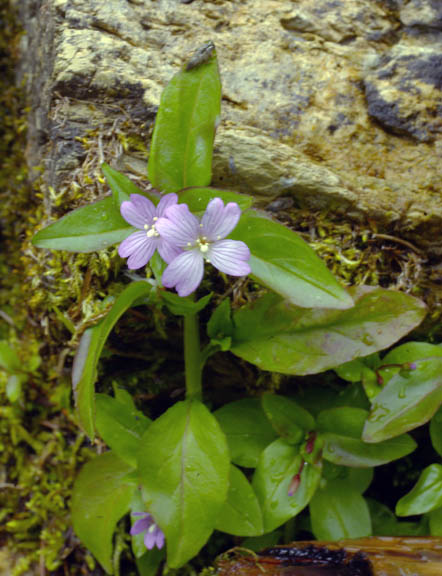 Epilobium glaberrimum