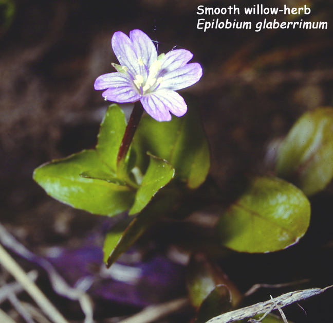 Epilobium glandulosum