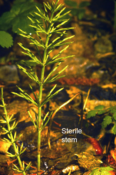 Equisetum arvense