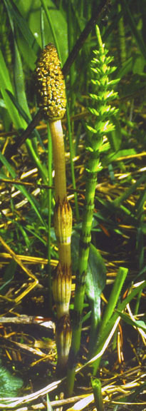 Equisetum arvense