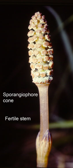 Equisetum arvense