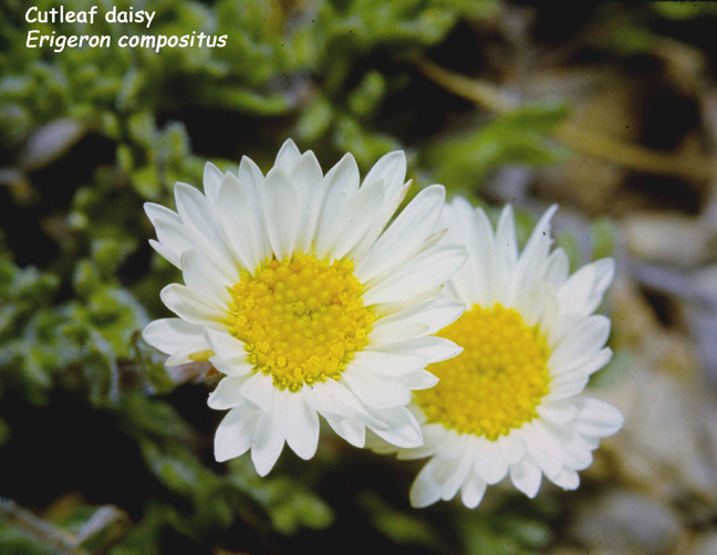 Erigeron compositus v. glabratus