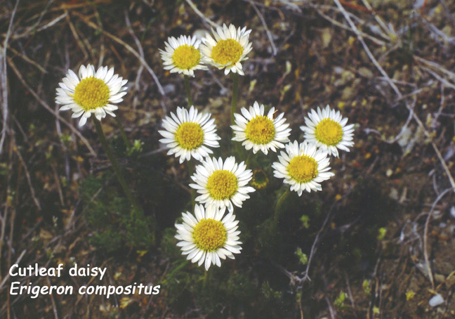 Erigeron compositus v. glabratus