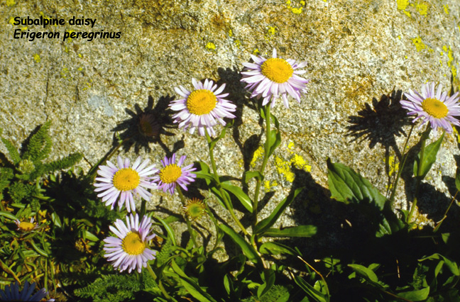Erigeron peregrinus ssp.callianthemus v. eucallianthemus