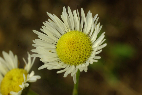 Erigeron strigosus var. strigosus