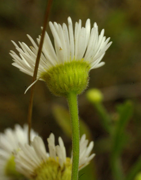 Erigeron strigosus var. strigosus