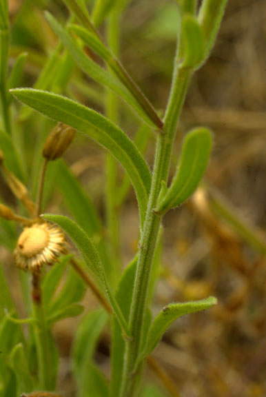 Erigeron strigosus var. strigosus