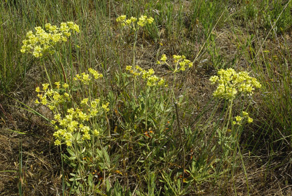 Eriogonum heracleoides var. angustifolium