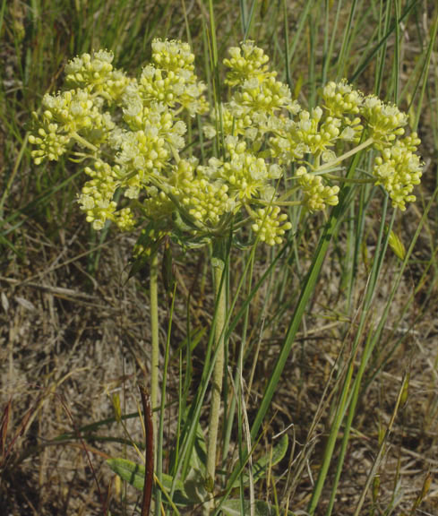 Eriogonum heracleoides var. angustifolium