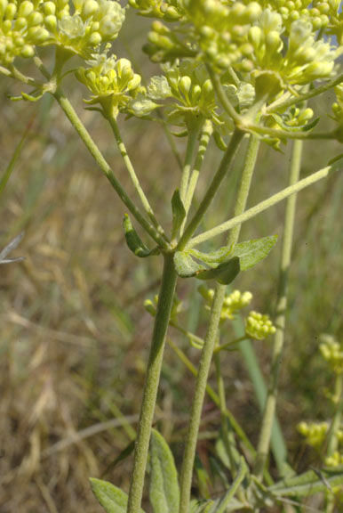 Eriogonum heracleoides var. angustifolium