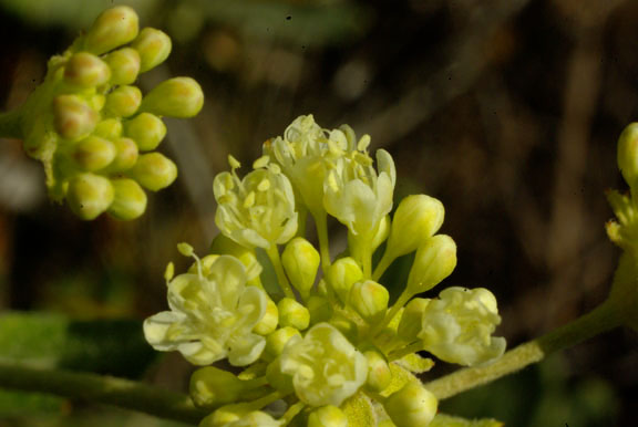 Eriogonum heracleoides var. angustifolium