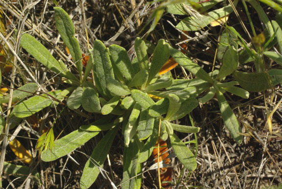Eriogonum heracleoides var. angustifolium
