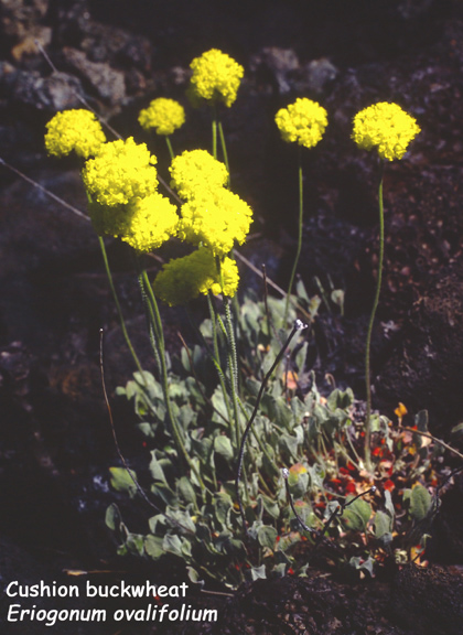 Eriogonum ovalifolium v. celsum