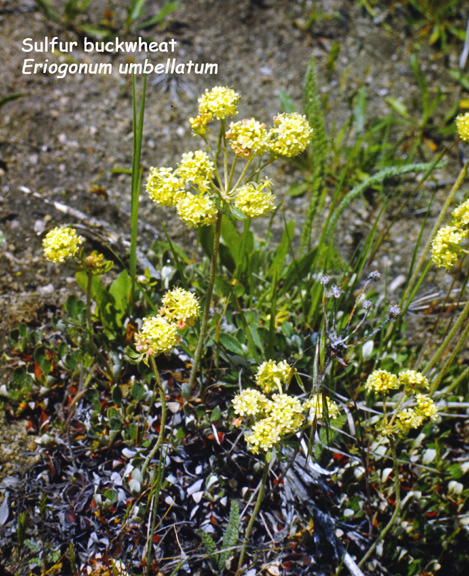 Eriogonum umbellatum v. subalpinum