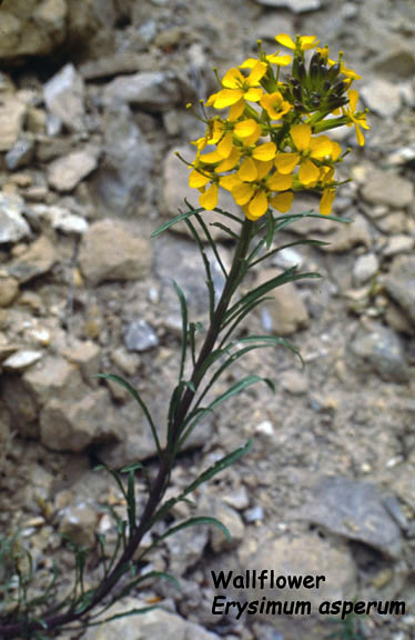 Erysimum asperum