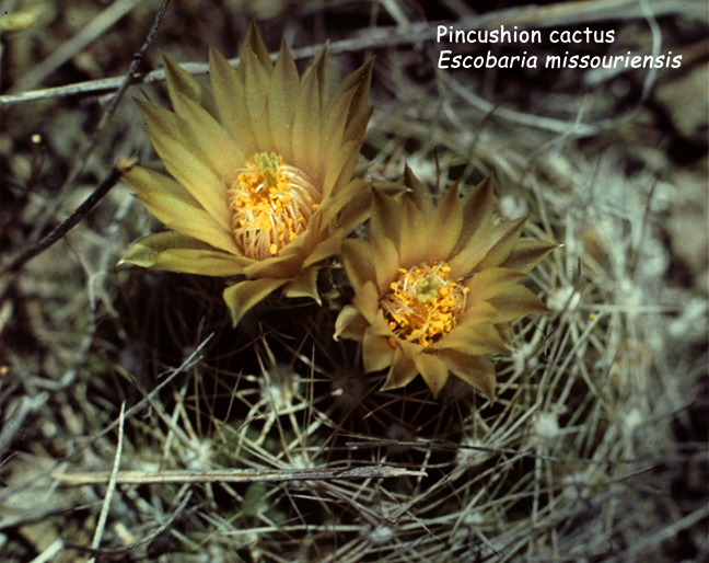 Escobaria missouriensis