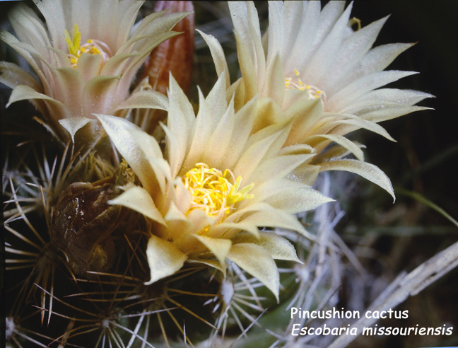 Escobaria missouriensis