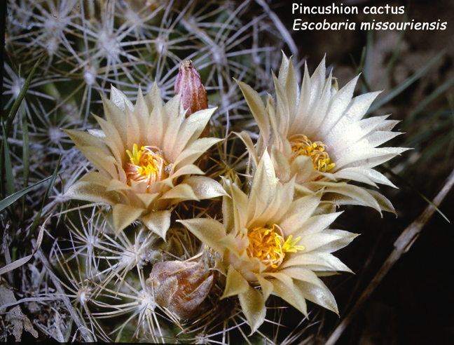 Escobaria missouriensis