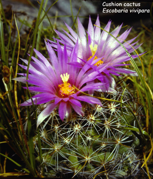 Escobaria vivipara