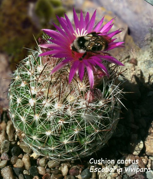 Escobaria vivipara