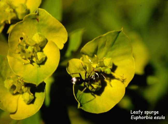 Euphorbia esula