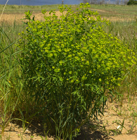 Euphorbia esula