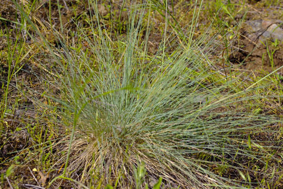 Festuca idahoensis