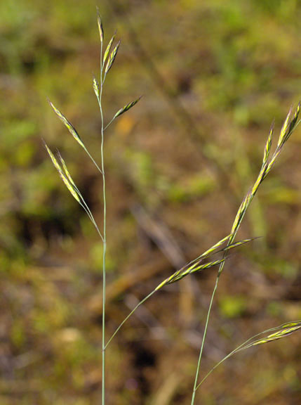 Festuca idahoensis