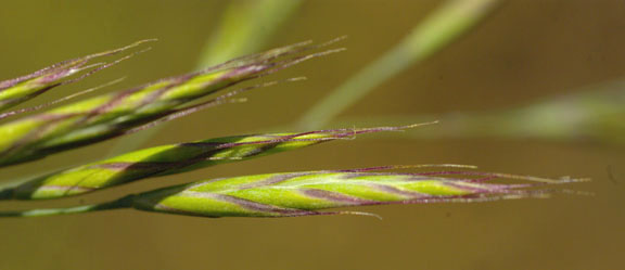 Festuca idahoensis