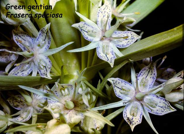 Frasera speciosa