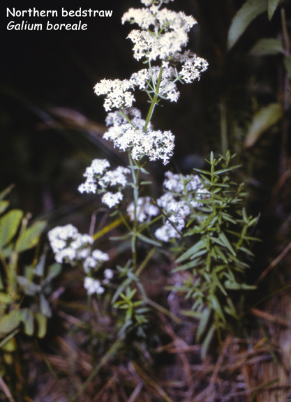 Galium boreale