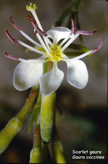 Gaura coccinea