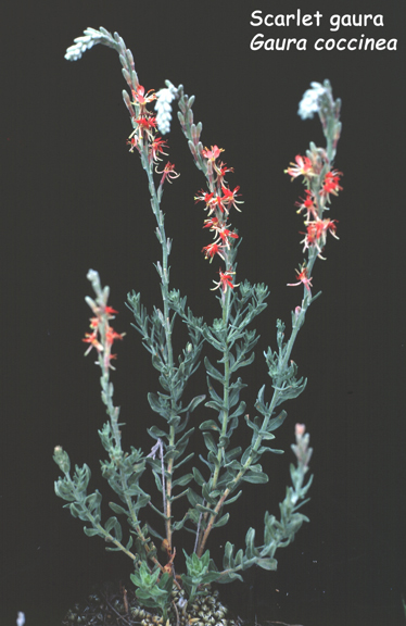 Gaura coccinea